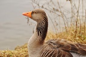 Goose on the bank of the river