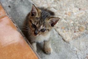 sweet baby cat outdoor