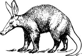 Aardvark, nocturnal african animal, illustration