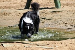 Dog Border Collie Play Water