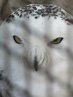 Portrait of Snowy Owl