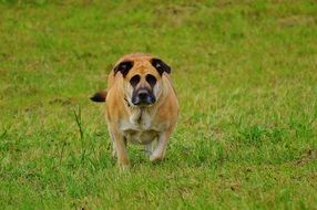 brown dog is running through a meadow