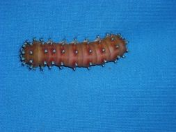 Caterpillar Blue Animal