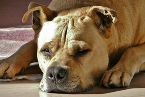 peaceful beige mixed breed dog