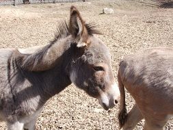 donkeys in the petting zoo in Germany