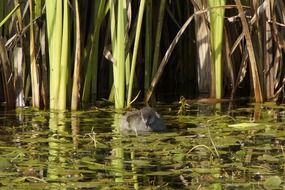 young common moorhen