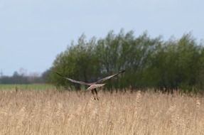 bird of prey in flight over the field