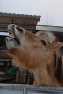 Horse on a Wintry farm