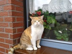 the cat is sitting on the windowsill