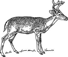 black and white drawing of a deer with horns