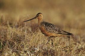 Bird Ground Tundra