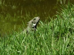 Iguana in green grass at calm water