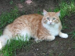 the cat lies on the ground in the garden