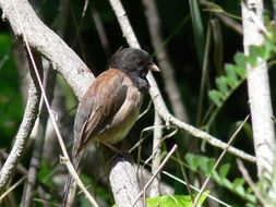 Picture of the junco bird