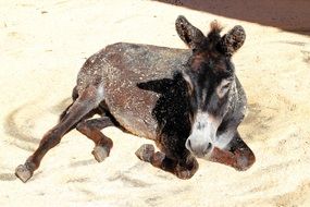 resting donkey