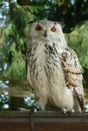 carnivorous eagle owl