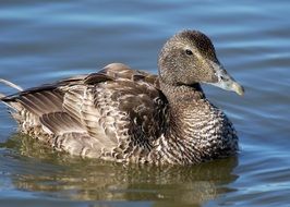 Colorful and beautiful Duck Bird on a water