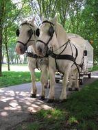 white horses are harnessed to a carriage