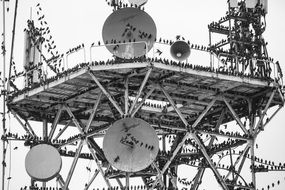 a flock of birds on the antenna cables