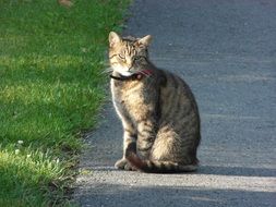 tiger cat in a collar in the park