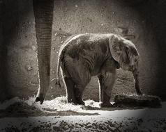 photo of a newborn elephant