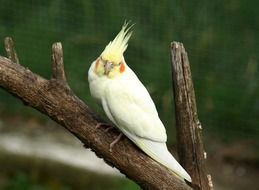 yellow parrot