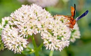 Dangerous wasp sits on the flower