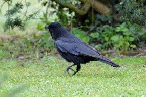 black raven on the green grass