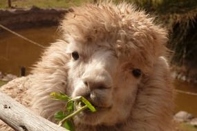 long-haired alpaca eating