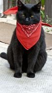 black cat in a red scarf around his neck