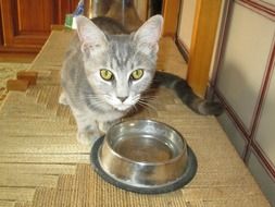 Beautiful grey kitten