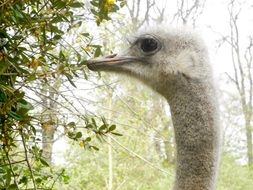 Portrait of the ostrich bird