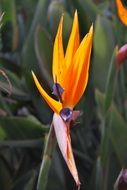 Picture of the Bird Of Paradise flower