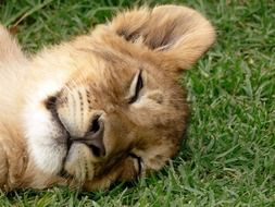 Sleeping lion on the grass