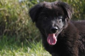 portrait of a black puppy in the sunlight