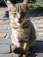 sitting charming domestic cat