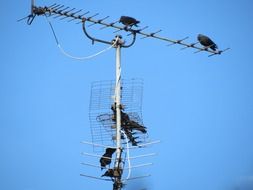 black birds on Old Tv Antenna at sky