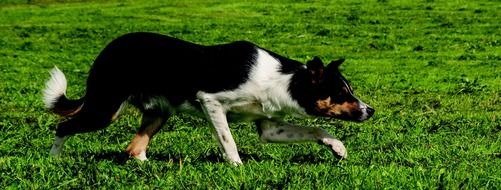 border collie dog on green grass