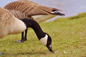geese eat grass on the lake