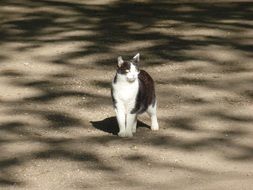 kitten in the shade of trees