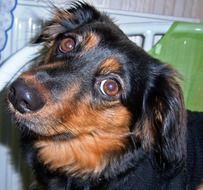 adorable dog with smart eyes