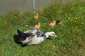 Duck in spring