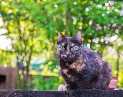 spotted black and red cat