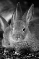 black and white photo of rabbits