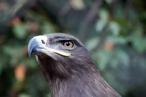 black eagle on the background of nature