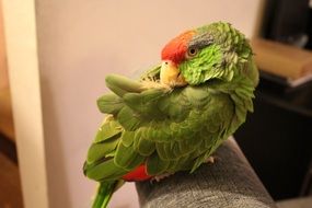 Exotic green parrot lives at home