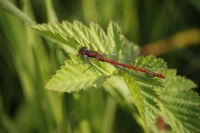 red dragonfly on green foliage close-up