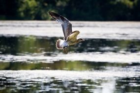 beautiful gull is flying over the sea