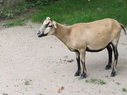 domestic dwarf goat in san francisco