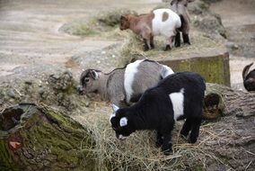 A flock of goat babies graze on the farm